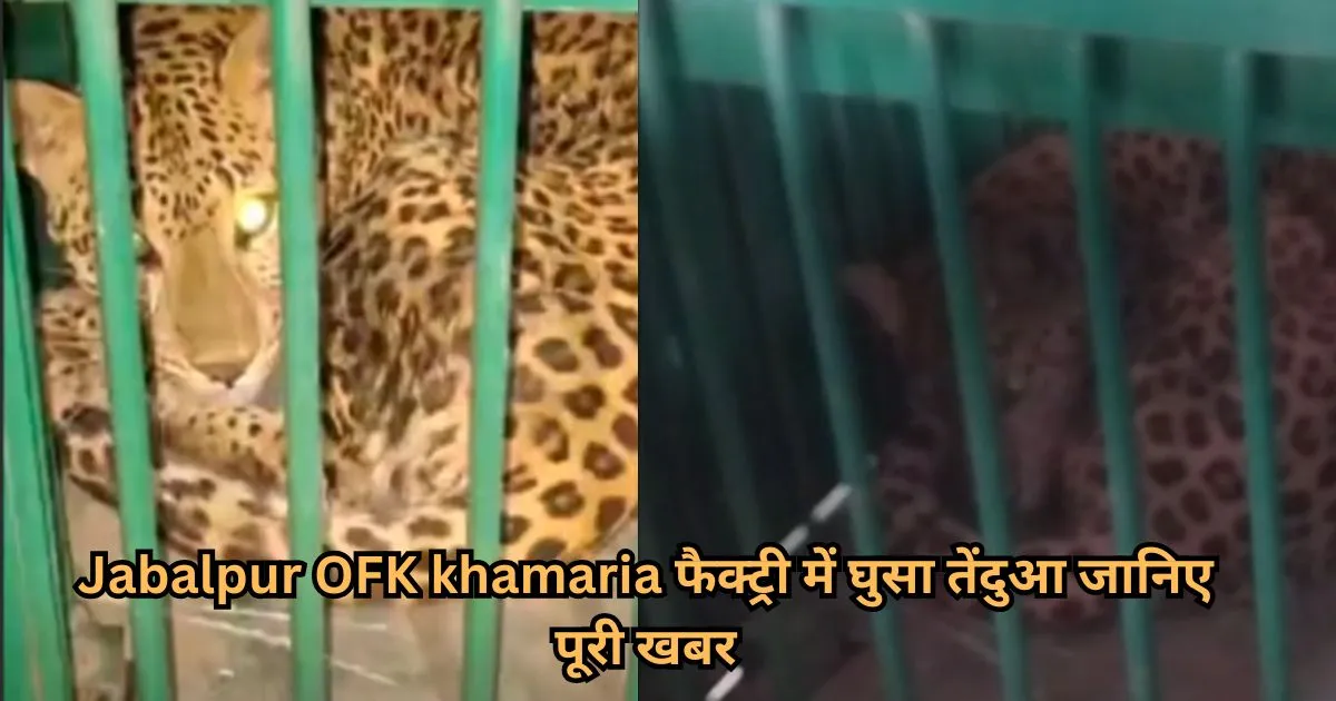 jabalpur-ofk-khamaria-leopard-enters-factory-know-the-full-news